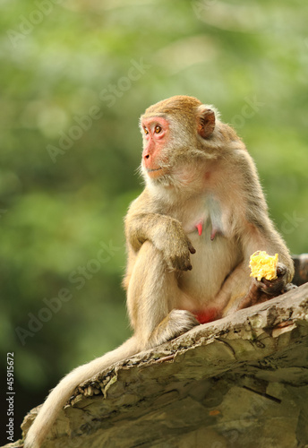 Macaque monkey with food in hand