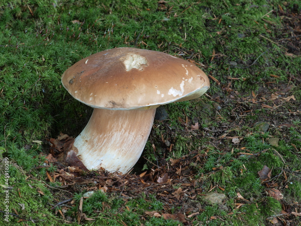 Steinpilz, Boletus edulis Steinpilz, Boletus edulis