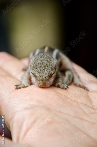 Baby squirrel on a hand