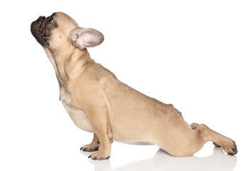Fototapete Yogaschule Hundeyoga  © jagodka