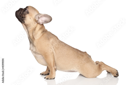 Dog yoga