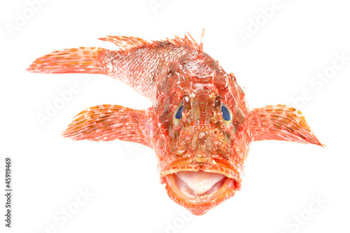 Red Scorpionfish seafood isolated on white background. Front vie photo