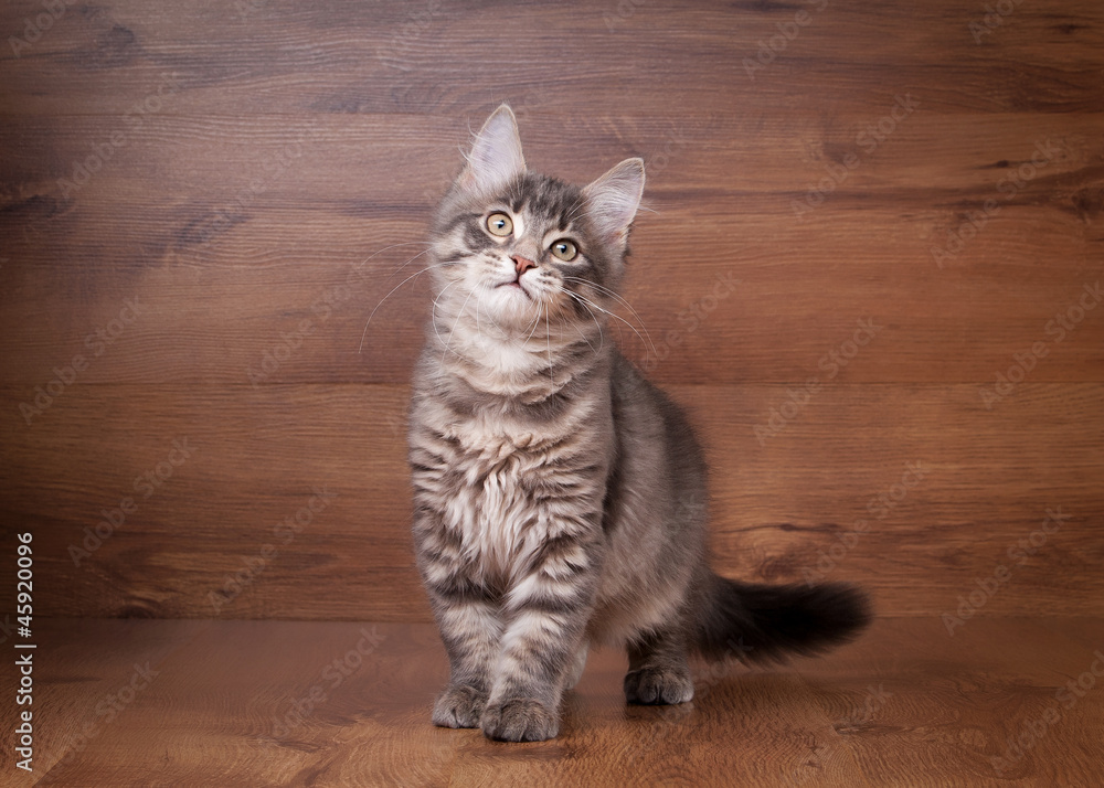 small siberian kitten on wooden texture background small siberian kitten on wooden texture background