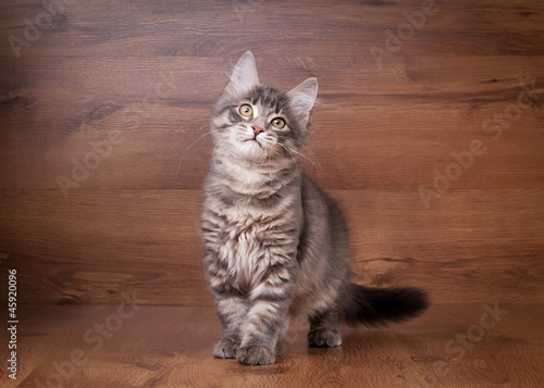 small siberian kitten on wooden texture background