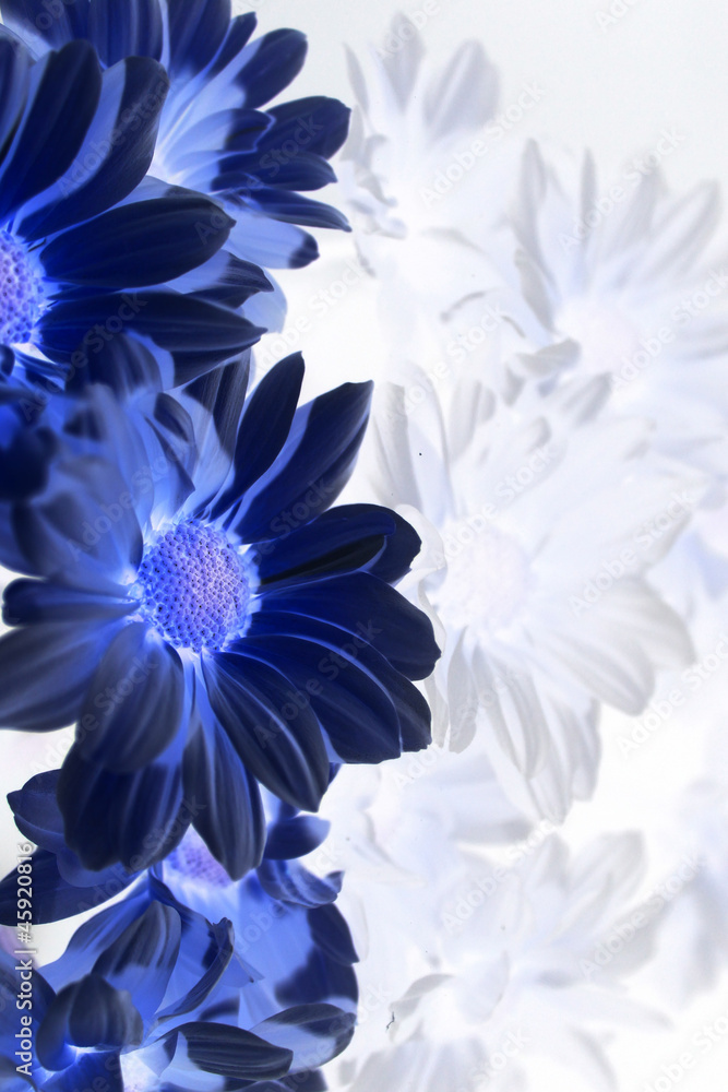 Obraz premium blue flowers on the left, like a postcard or greeting
