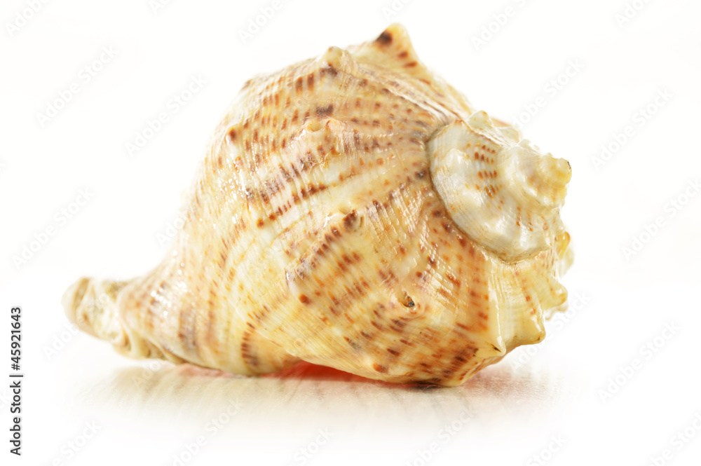 Seeshell isolated on white background