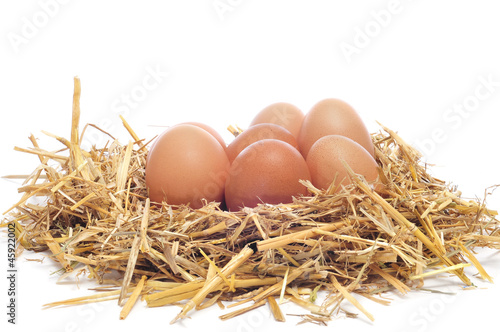 brown eggs in a nest photo