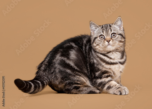 Fototapeta Naklejka Na Ścianę i Meble -  small black marble british kitten on light brown background