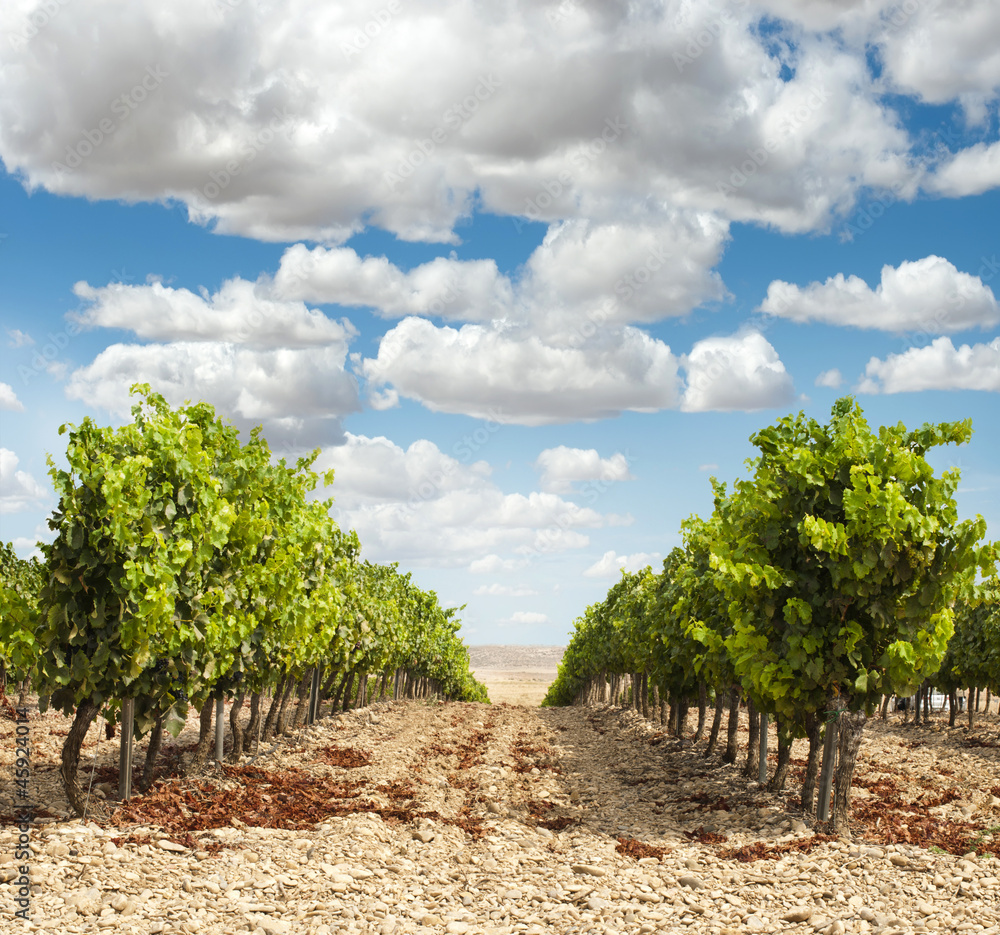 Vineyards in rows and blue sky