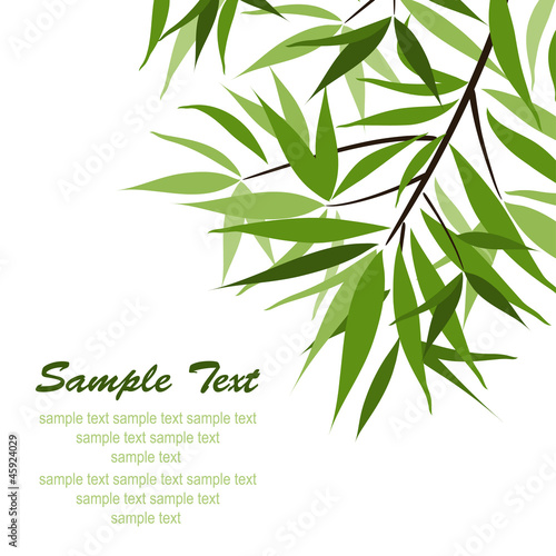 Bamboo background and sun  vector