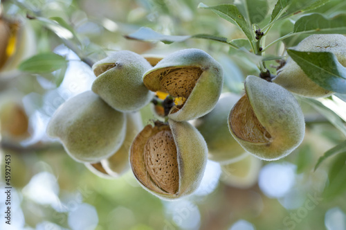 Slika na platnu Almonds on tree