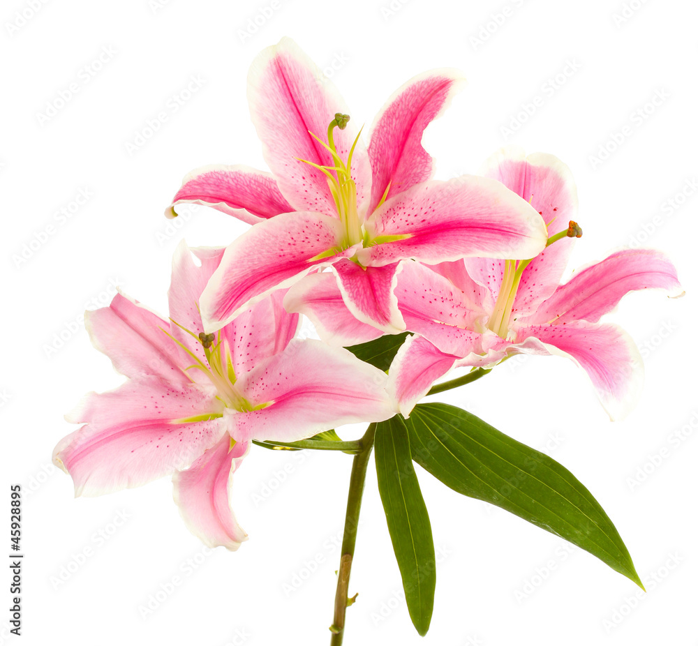 beautiful pink lily, isolated on white beautiful pink lily, isolated on white