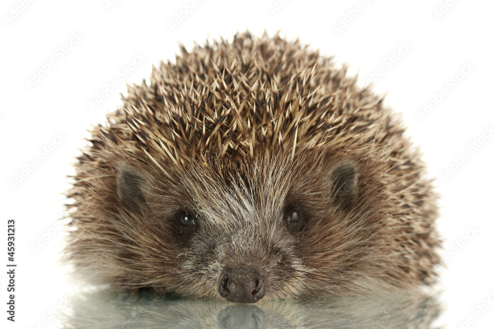 Hedgehog, isolated on white Hedgehog, isolated on white