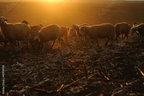 sheep eating grass under sunlight rays