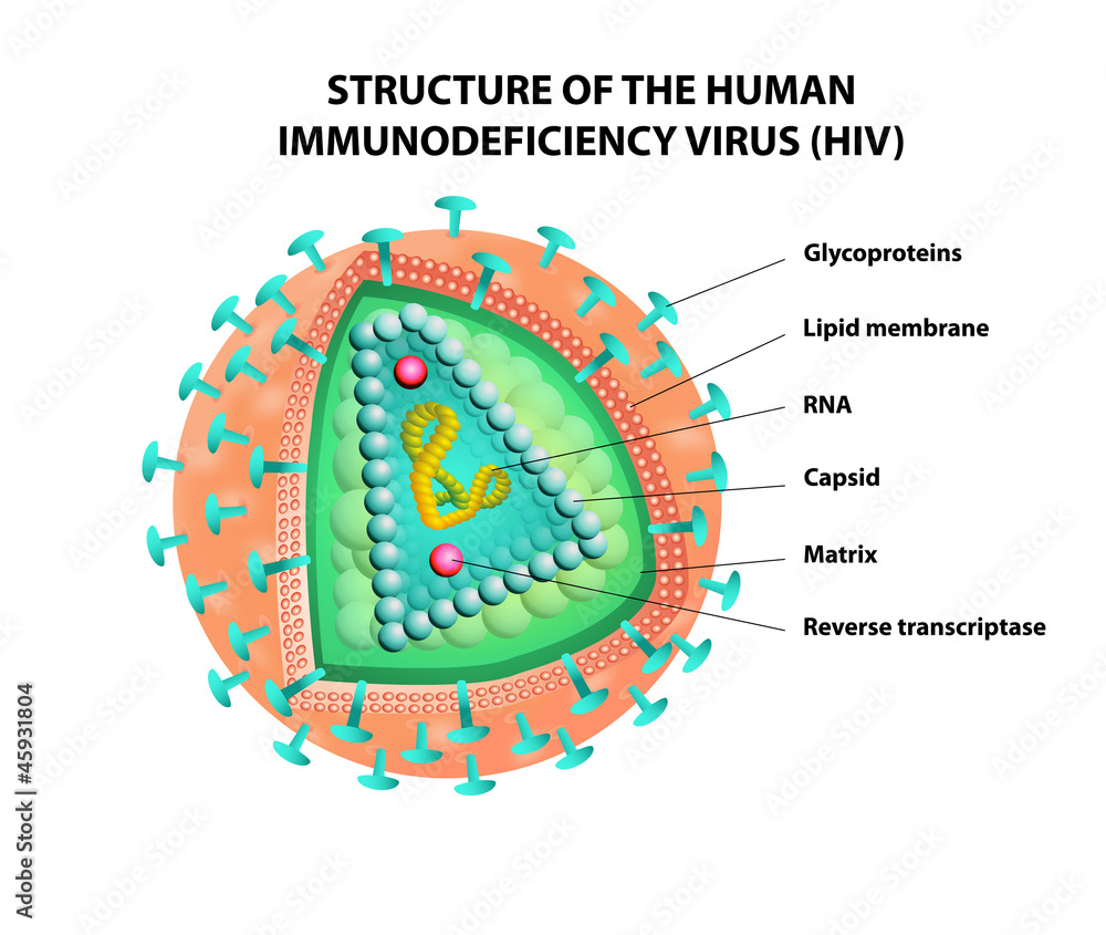 Diagram of the HIV virus. Vector - obrazy, fototapety, plakaty 