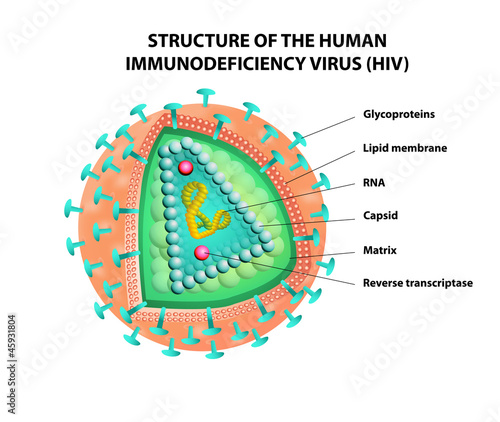 Diagram of the HIV virus. Vector