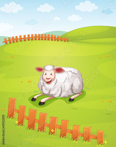 sheep