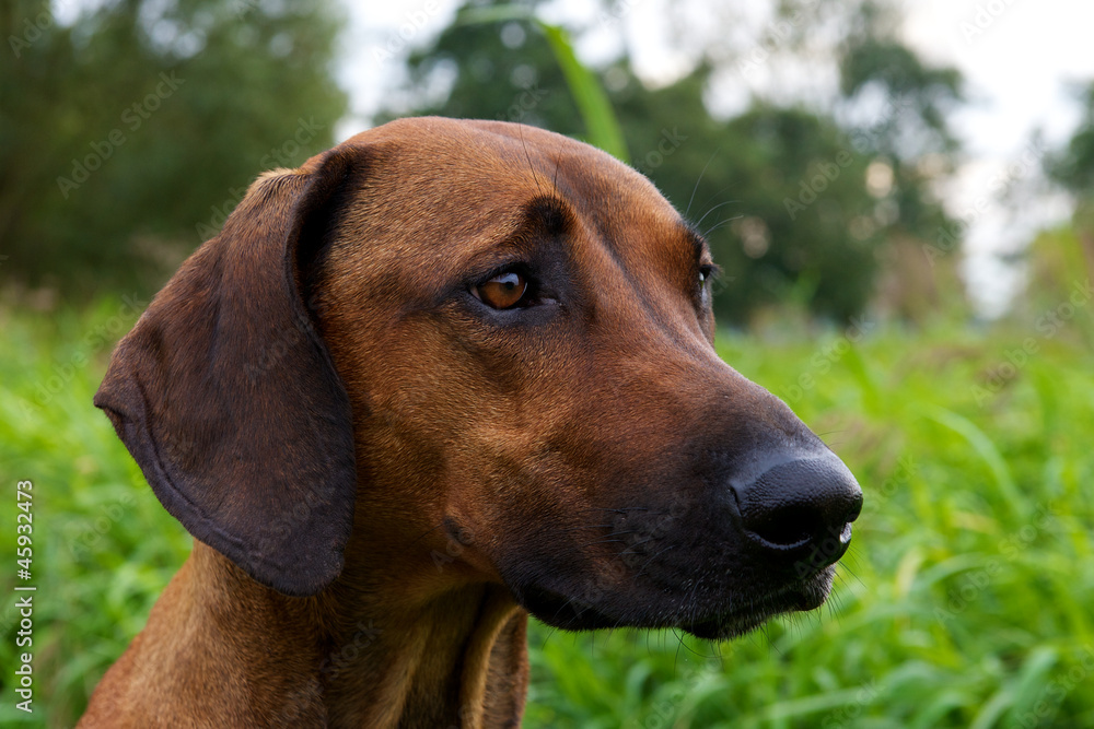 headshot brown dog