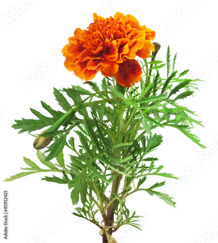 marigold