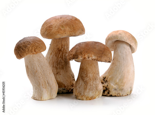 ceps mushrooms