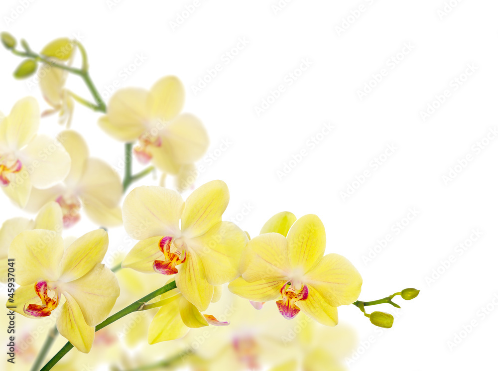 composition with isolated lemon yellow orchids