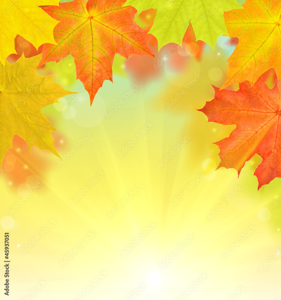 bright autumn maple leaves half frame bright autumn maple leaves half frame