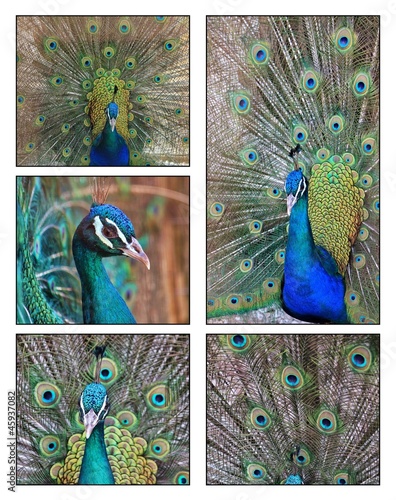 Beautiful peacock - Collage photo