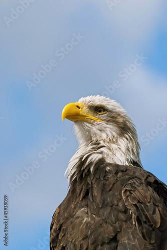 Bald Eagle © photosvac