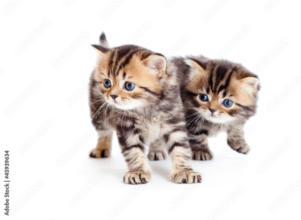 two british kittens isolated on white