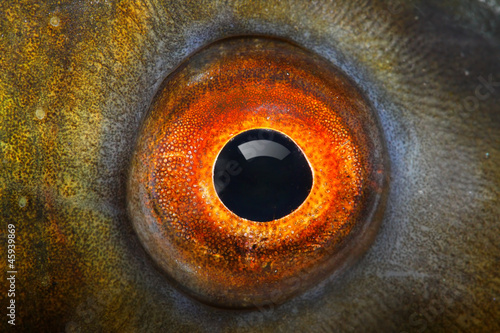 Fish eye (The Tench - Tinca Tinca).