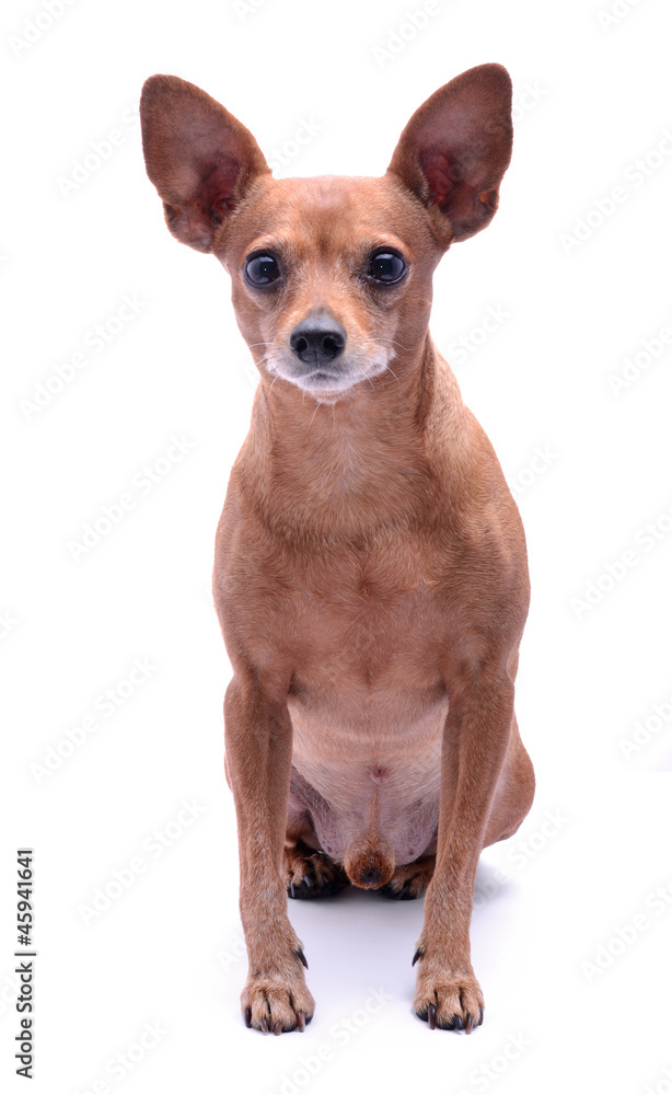 Miniature Pinscher Miniature Pinscher