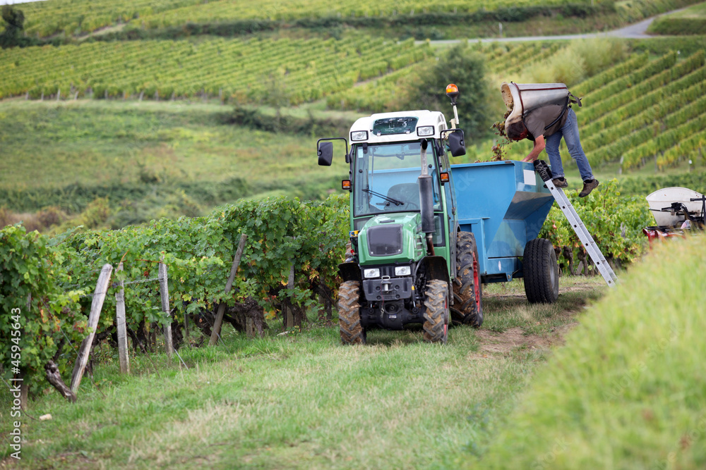 Obraz premium Tractor in vineyard
