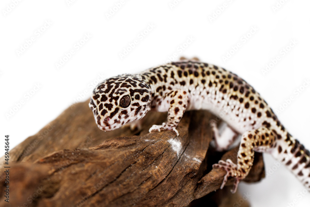 leopard gecko leopard gecko