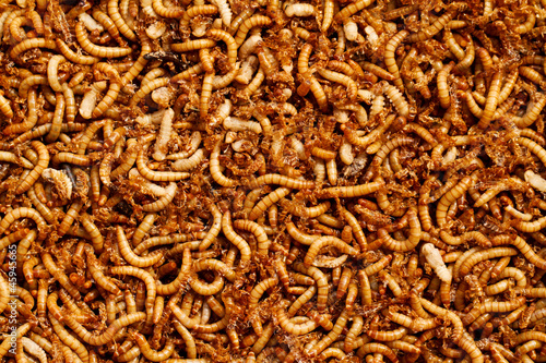 mealworms