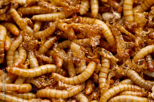 Obraz na płótnie mealworms w salonie