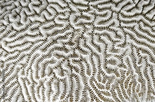Background - brain coral