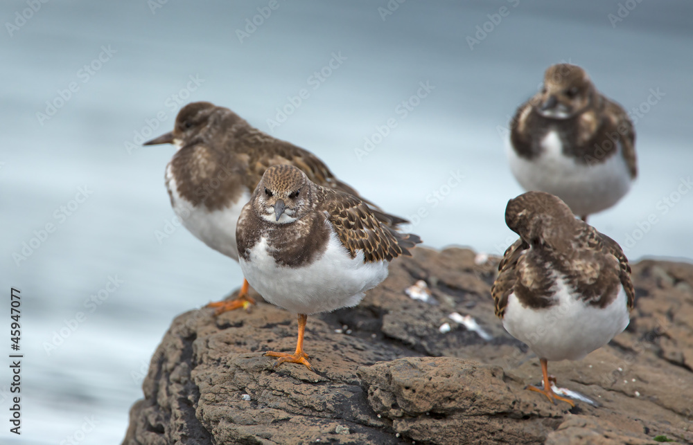 Group Ruddy Turnstone on a stone at Iceland Group Ruddy Turnstone on a stone at Iceland