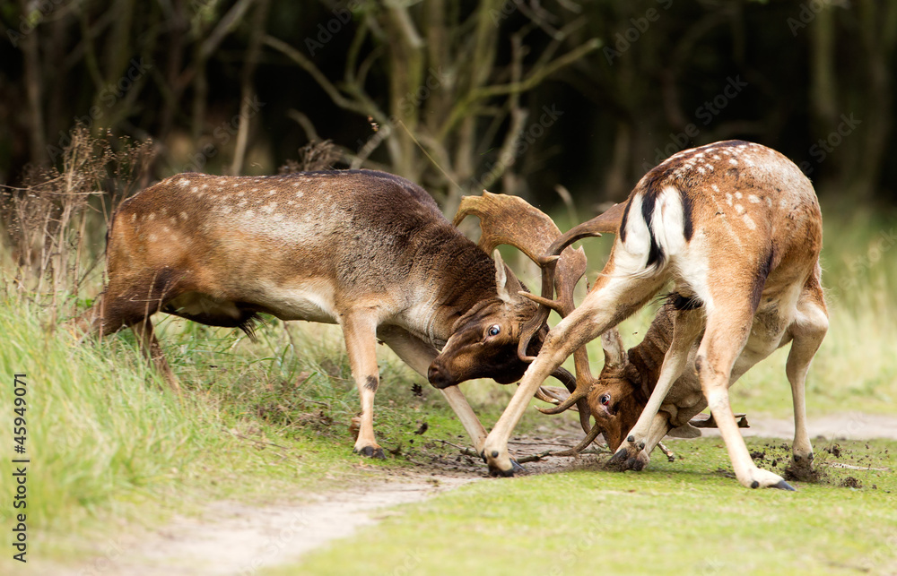 Fototapeta premium Fallow deer at combat
