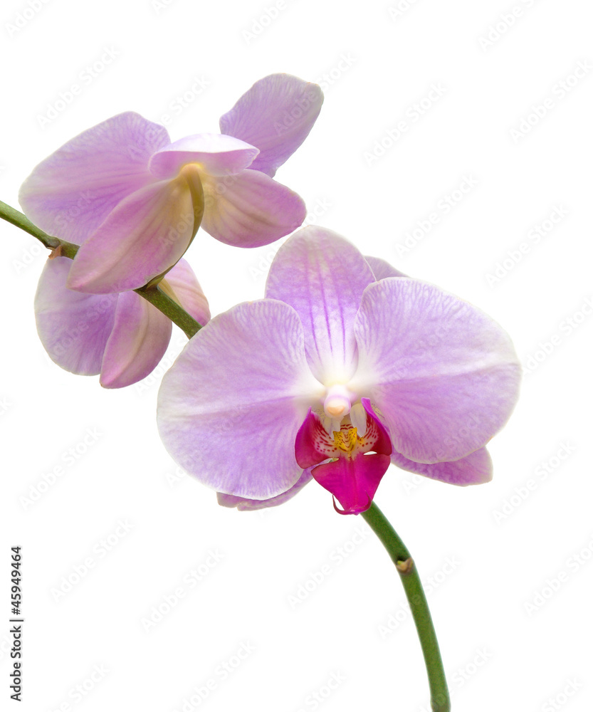 branch orchid close up branch orchid close up