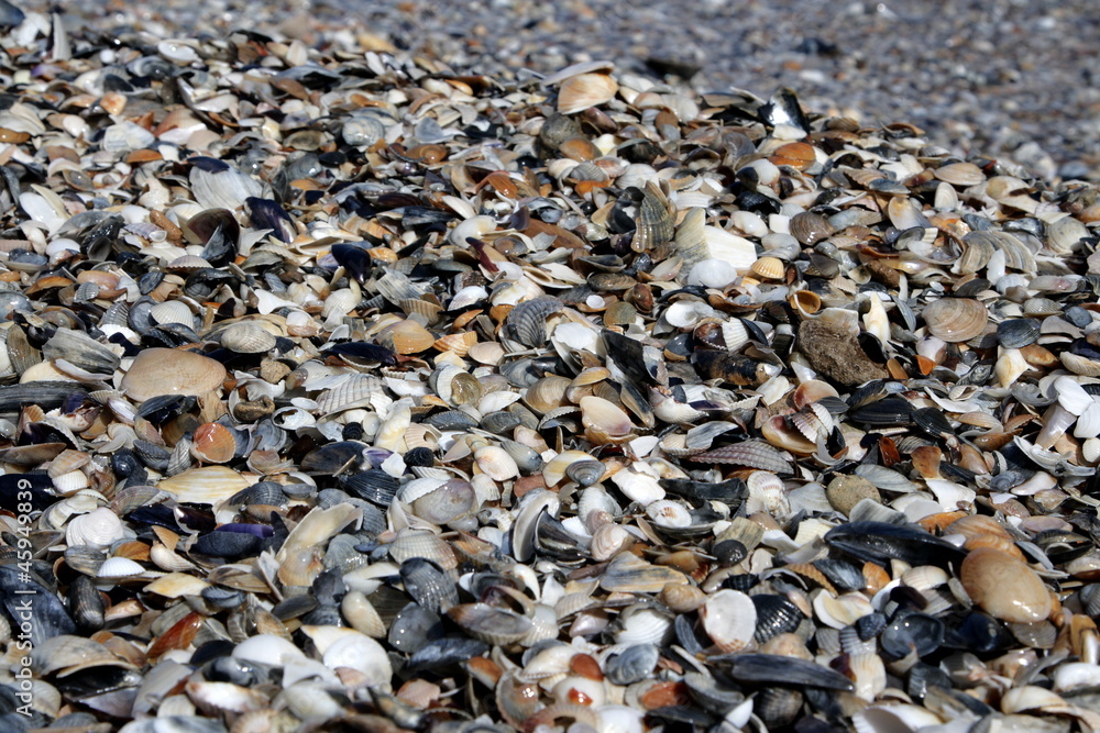 cockleshells cockleshells