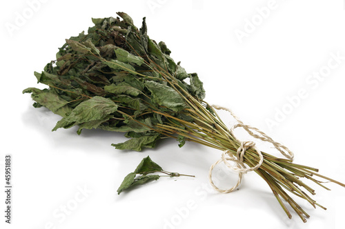 Bunch of lemon balm - drying