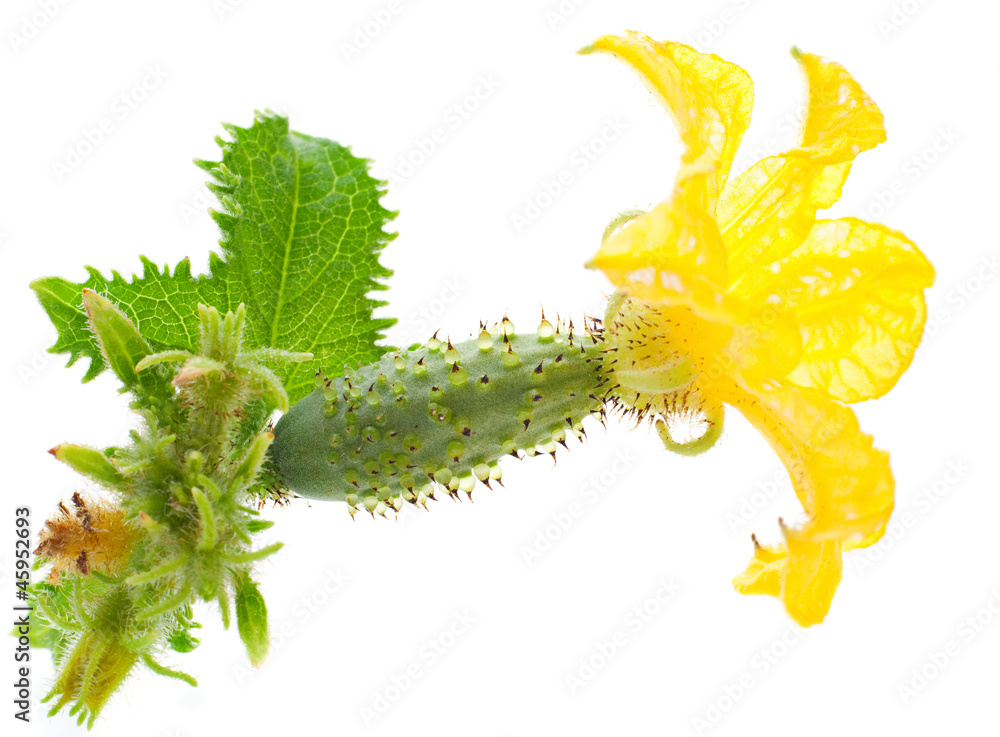 Naklejka premium Small cucumber with flower