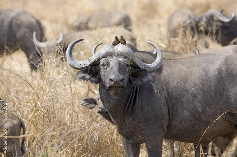 Fototapeta premium Wild African Buffalo