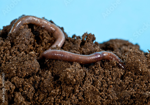 Earthwarm in a heap of soil photo