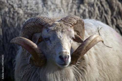 sheep