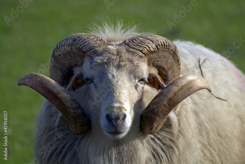 sheep