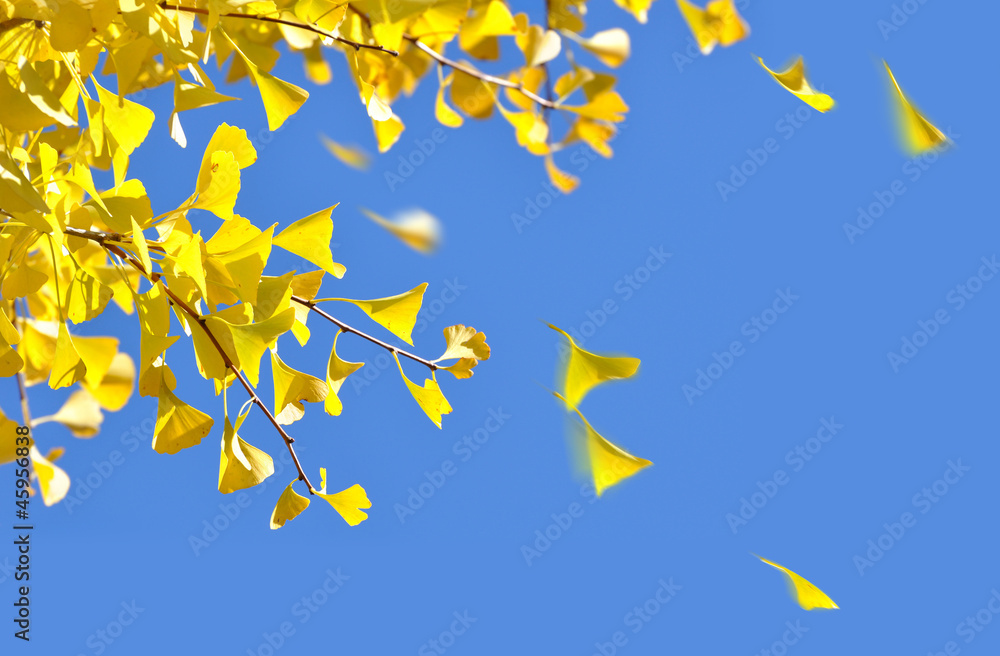 Ginkgo leaves blowing in the autumn breeze Ginkgo leaves blowing in the autumn breeze