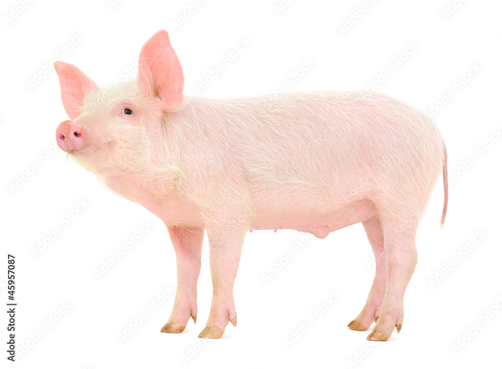Pig on white Pig on white