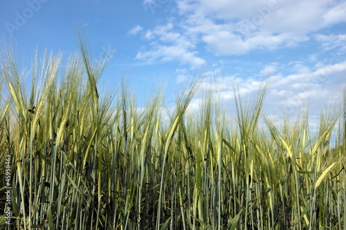 farmlands