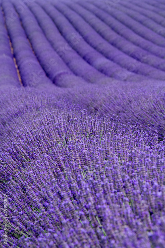 Lavender fields near Valensole in Provence, France
